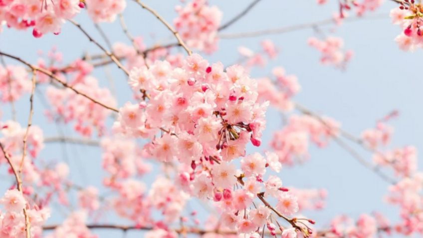 Estas son las 15 flores más bellas del mundo; conoce su significado