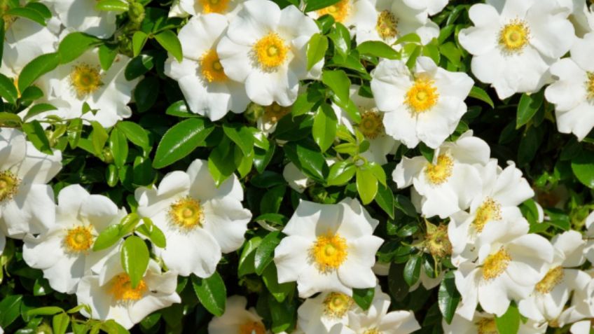 Estas son las 15 flores más bellas del mundo; conoce su significado