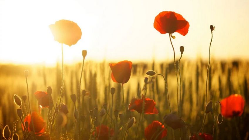 Estas son las 15 flores más bellas del mundo; conoce su significado