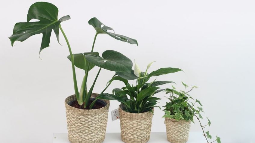 Plantas interiores: Consejos para cuidar las macetas de casa