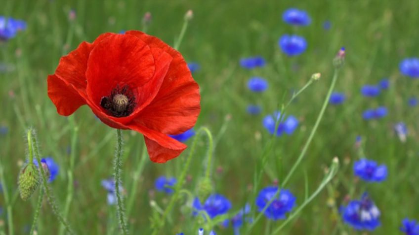 Estas son las 15 flores más bellas del mundo; conoce su significado