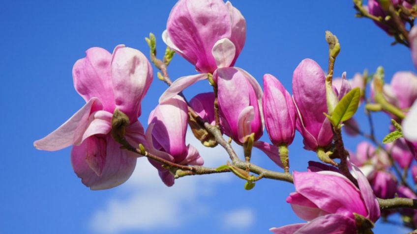 Estas son las 15 flores más bellas del mundo; conoce su significado