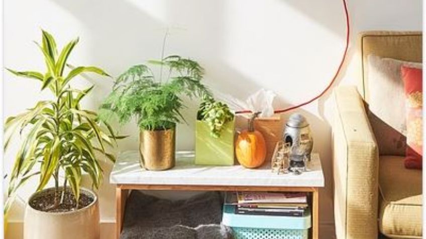 Plantas interiores: Consejos para cuidar las macetas de casa