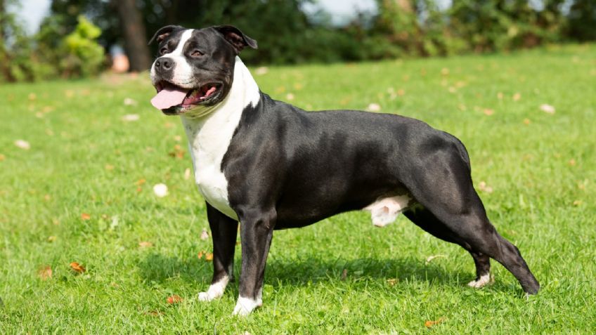 Razas de perros: Conoce cuántos tipos de pitbull hay y sus características