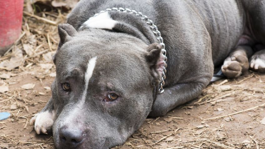 Razas de perros: Conoce cuántos tipos de pitbull hay y sus características