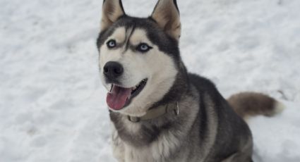 que raza de perro es mas cercana al lobo