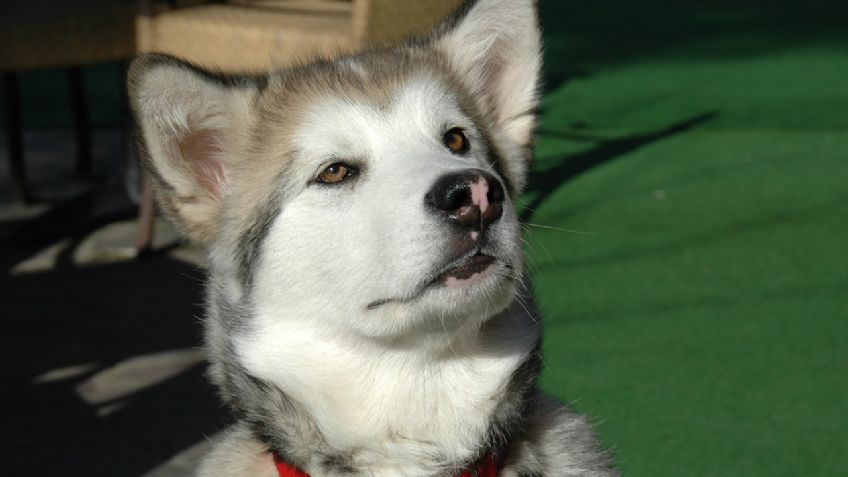 Conoce TODAS las razas de perros lobo que existen: FOTOS