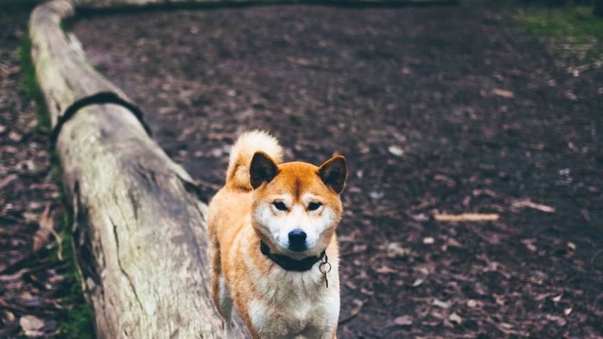 Conoce TODAS las razas de perros lobo que existen: FOTOS