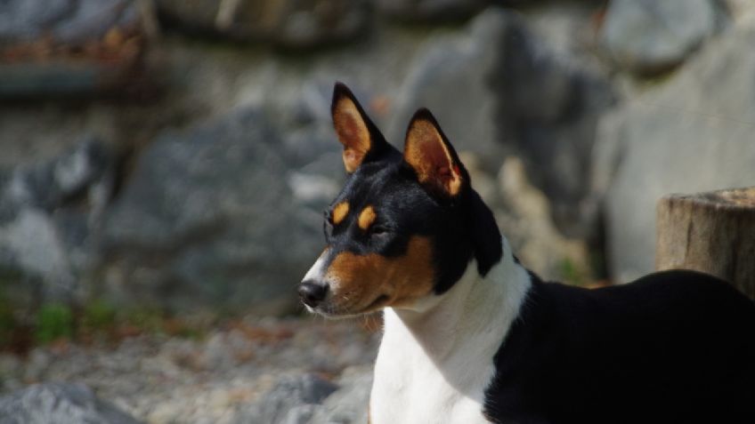 Conoce TODAS las razas de perros lobo que existen: FOTOS