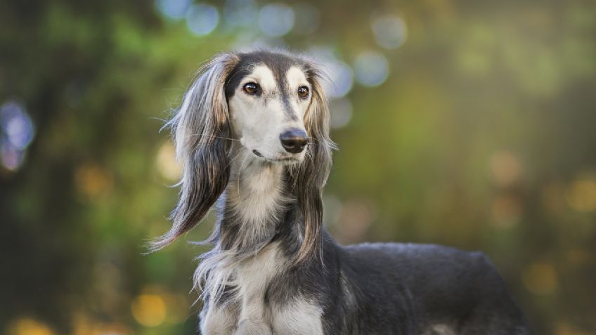 Conoce TODAS las razas de perros lobo que existen: FOTOS