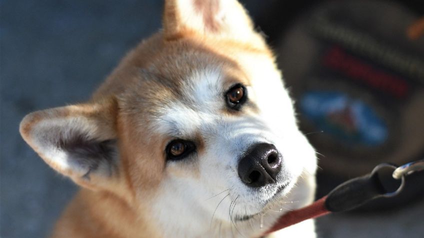 Conoce TODAS las razas de perros lobo que existen: FOTOS