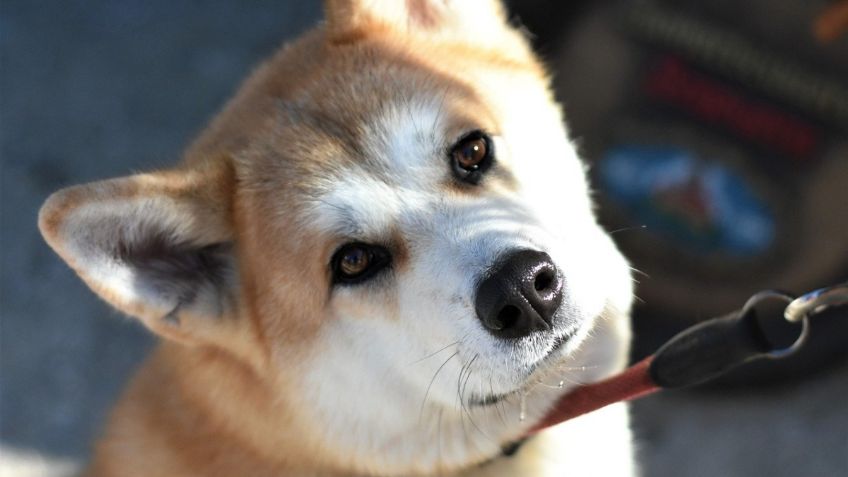 Conoce TODAS las razas de perros lobo que existen: FOTOS