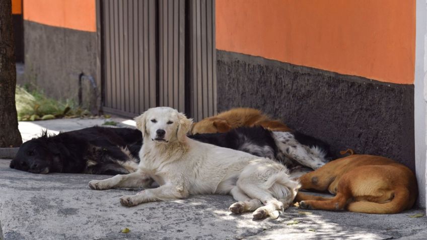 Buscan a violador de perros en Yucatán; lleva tres víctimas, una mortal