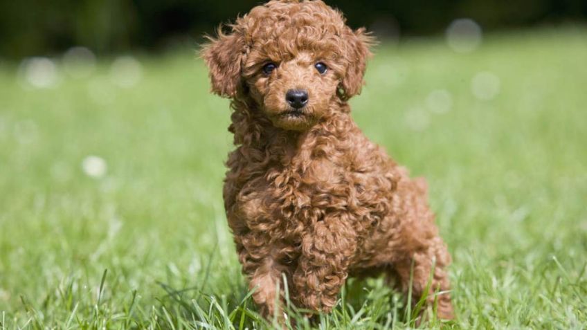 Razas de perros: Cuántos tipos de poodle hay y cuáles son sus características