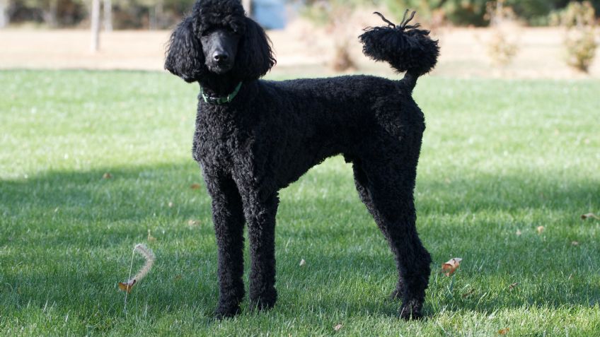 Razas de perros: Cuántos tipos de poodle hay y cuáles son sus características