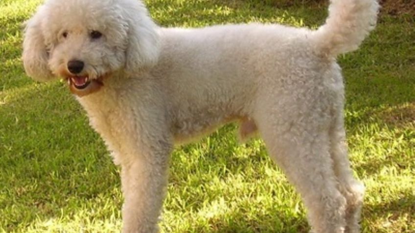 Razas de perros: Cuántos tipos de poodle hay y cuáles son sus características