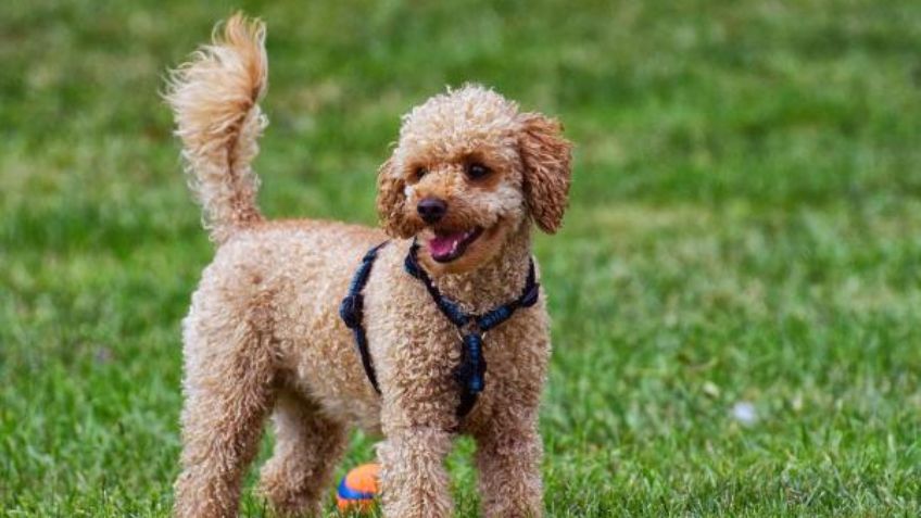 Razas de perros: Cuántos tipos de poodle hay y cuáles son sus características