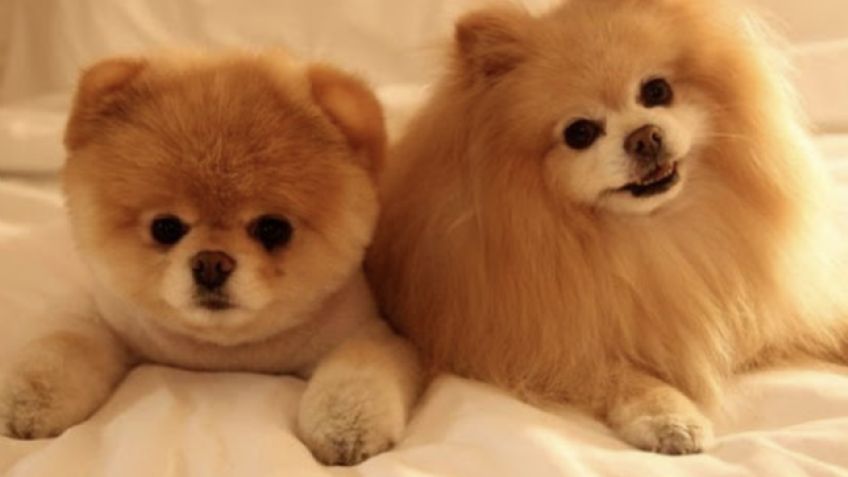 Pomerania conoce las variedades de esta raza de perro y sus cuidados