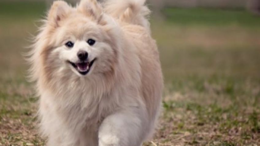 Pomerania conoce las variedades de esta raza de perro y sus cuidados