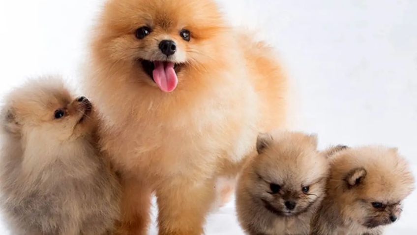 Pomerania conoce las variedades de esta raza de perro y sus cuidados