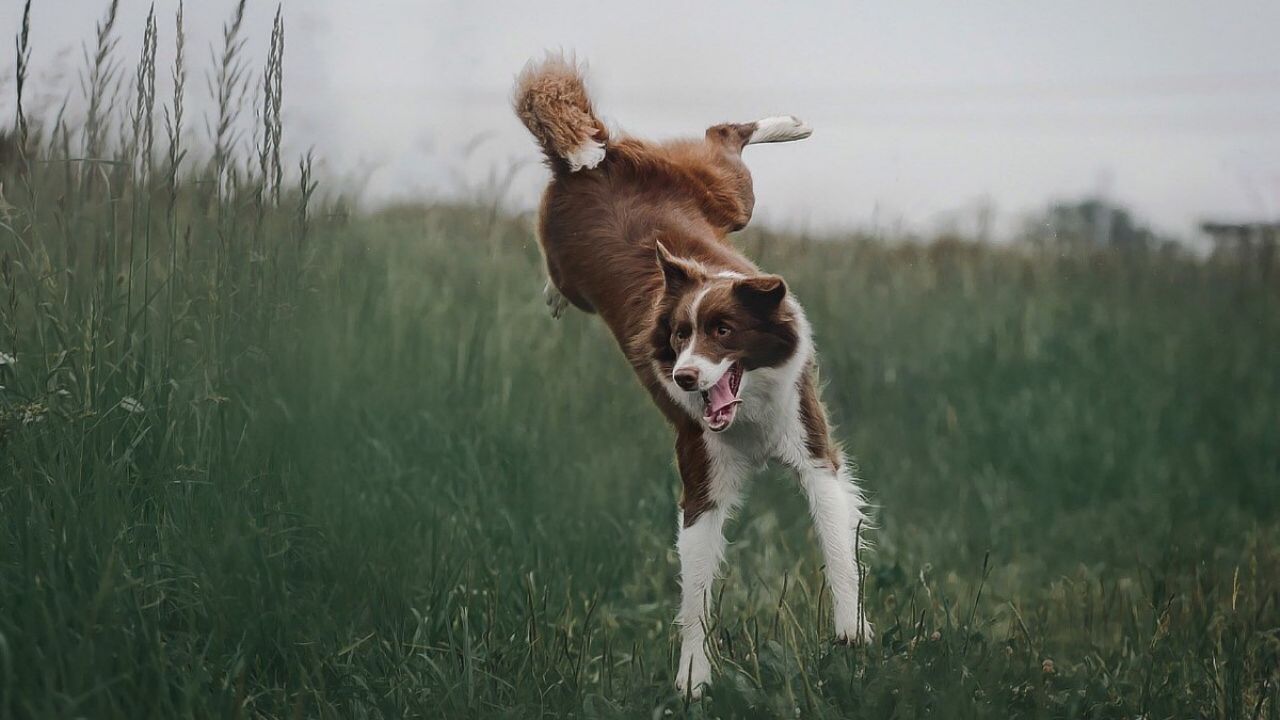 que perro es mas divertido