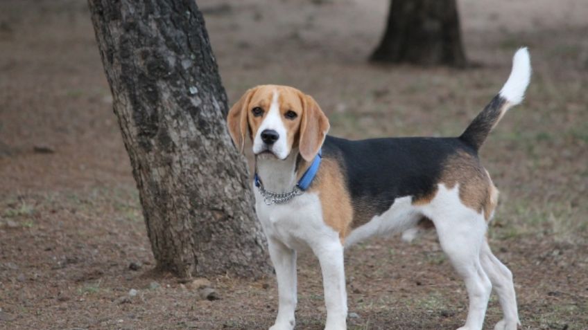 Beagle, el perro ideal para todas las casas; conoce su personalidad