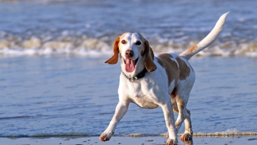 Beagle, el perro ideal para todas las casas; conoce su personalidad