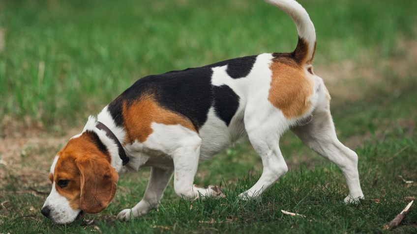 Beagle, el perro ideal para todas las casas; conoce su personalidad