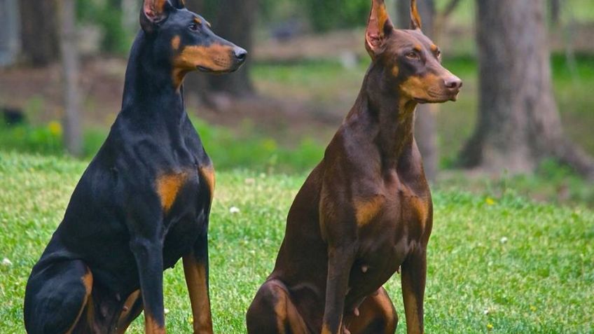 Razas de perros: Cuántos tipos de doberman hay y cómo diferenciarlos