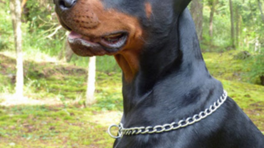 Razas de perros: Cuántos tipos de doberman hay y cómo diferenciarlos