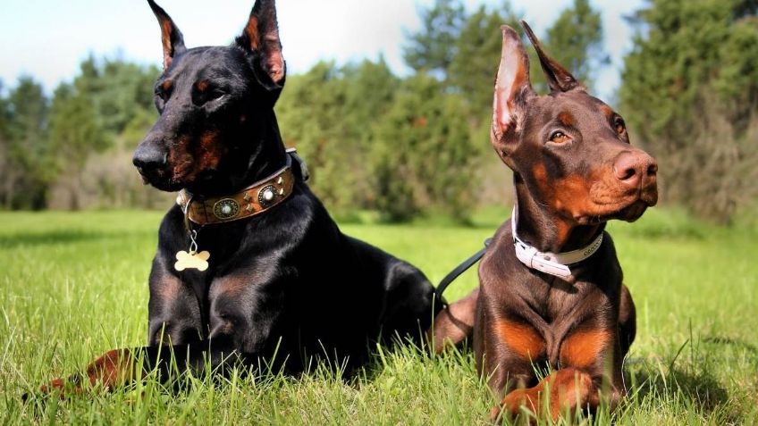 Razas de perros: Cuántos tipos de doberman hay y cómo diferenciarlos