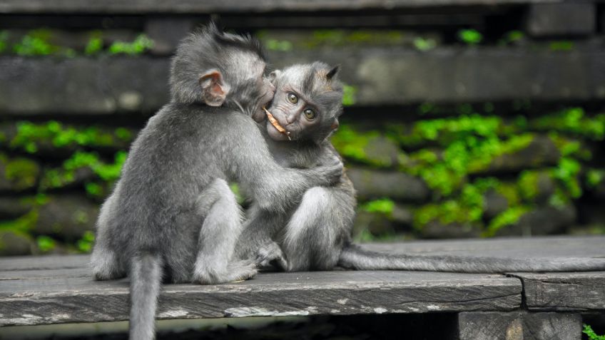 Monos abrazan y protegen a su hermano menor con síndrome de down: VIDEO