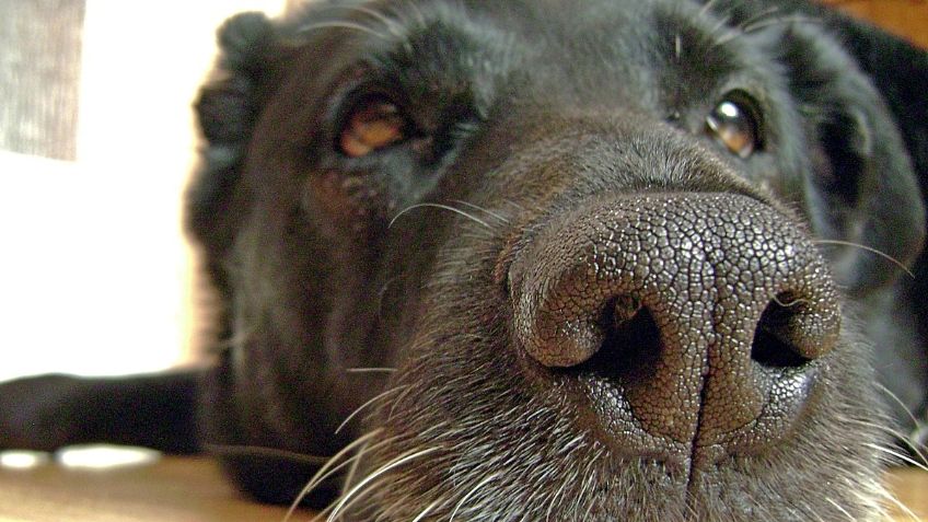 ¿Los perros pueden oler el CÁNCER? Este estudio lo revela