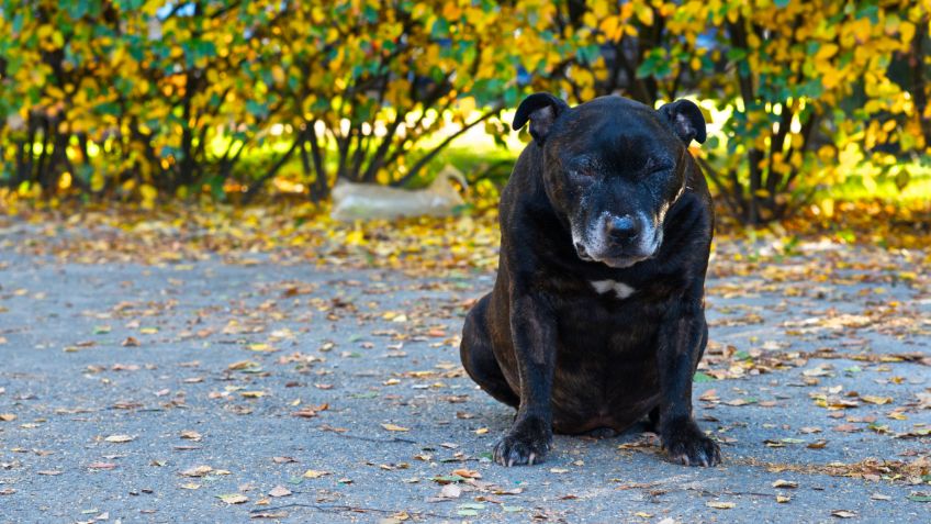 CÓMO calmar a tu PERRO ante los SUSTOS por cohetes y pirotecnia