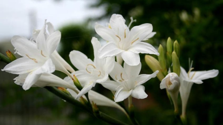 ¿Vas a regalar flores blancas? Ve cuáles son las mejores y a quién dárselas