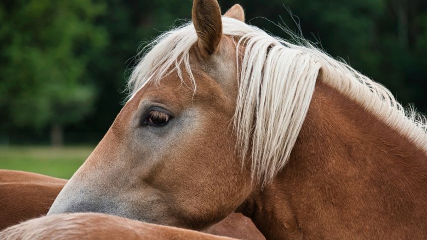 Así les crece el BIGOTE a los CABALLOS y probablemente no lo sabías: FOTOS