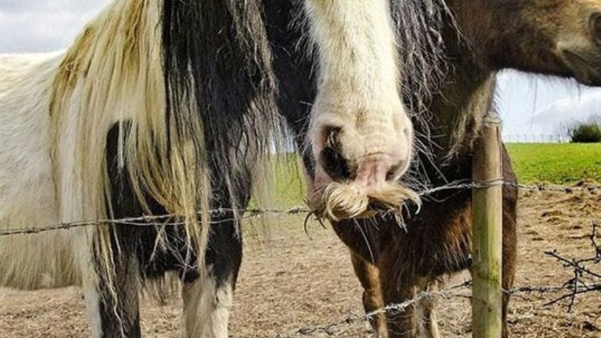 Así les crece el BIGOTE a los CABALLOS y probablemente no lo sabías: FOTOS