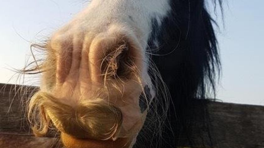 Así les crece el BIGOTE a los CABALLOS y probablemente no lo sabías: FOTOS