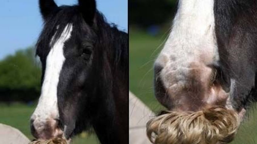 Así les crece el BIGOTE a los CABALLOS y probablemente no lo sabías: FOTOS