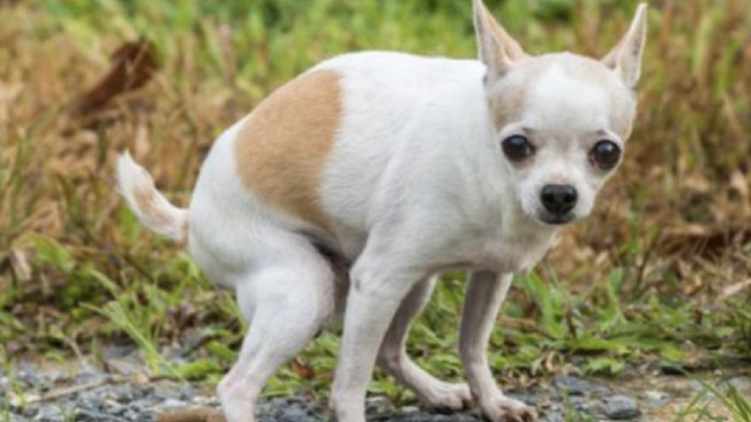 ¿Cómo enseñar a tu perro a ir al baño en casa?