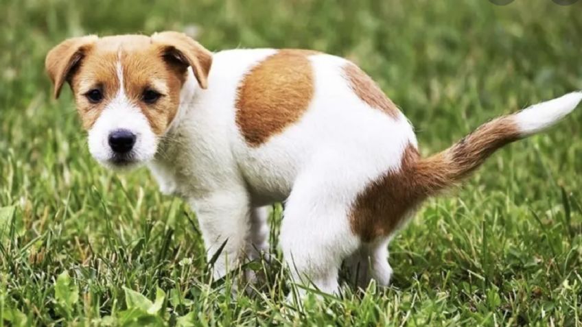 ¿Cómo enseñar a tu perro a ir al baño en casa?