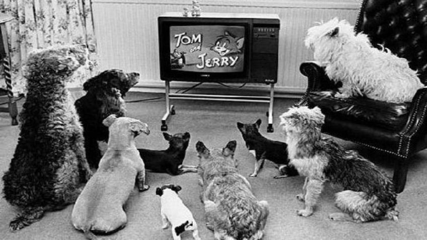 ¿Qué es lo que ven perros y gatos cuando miran la televisión?