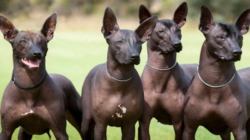 Conoce 7 curiosidades del perro xoloitzcuincle, ¿recuerdas a Dante de "Coco"?