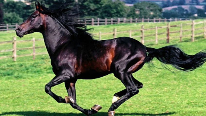 Estas son las razas de Caballos que probablemente no conocías: FOTOS