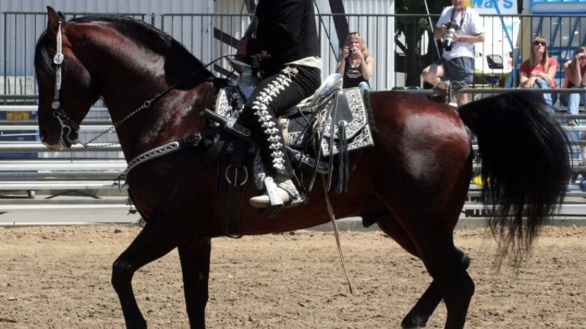 Estas son las razas de Caballos que probablemente no conocías: FOTOS