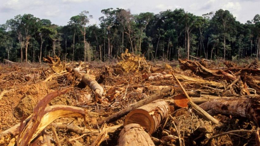 Deforestación GLOBAL podría termina con la VIDA HUMANA en los próximos años, según estudio