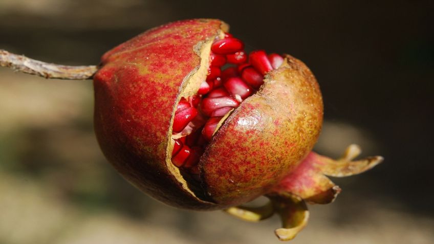 ¡Granada, la fruta perfecta! conoce la razón aquí