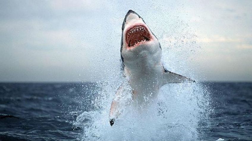 ¡Impresionante! Tiburón es fotografiado 'volando” sobre el agua tras salto de varios metros