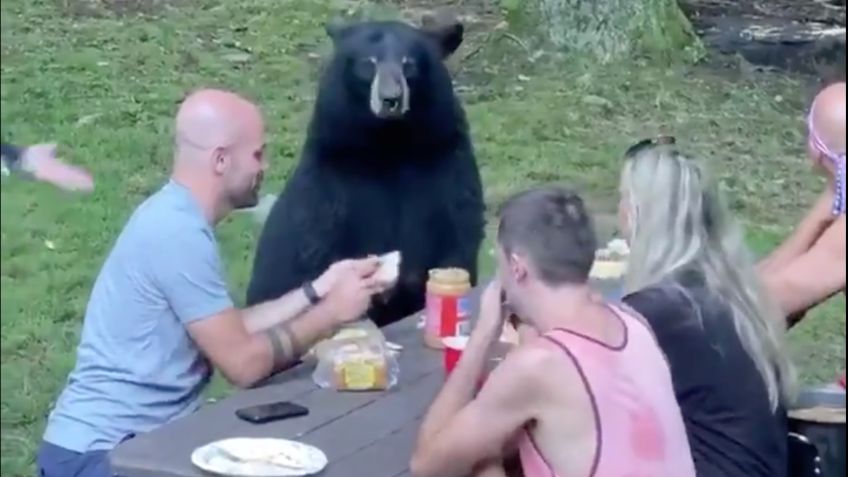 VIDEO VIRAL: ¿Eres tu Yogui? Captan a enorme oso uniéndose a picnic de una familia