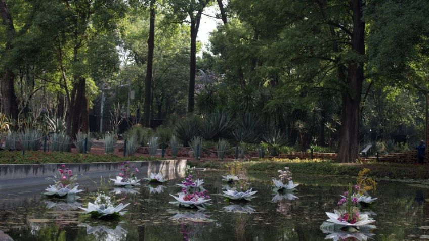 Jardín Botánico será trasladado a segunda sección del Bosque de Chapultepec